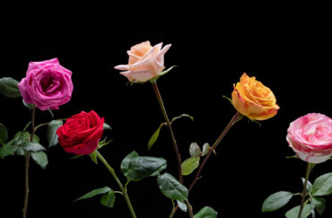 Types of Roses: A Visual Compendium