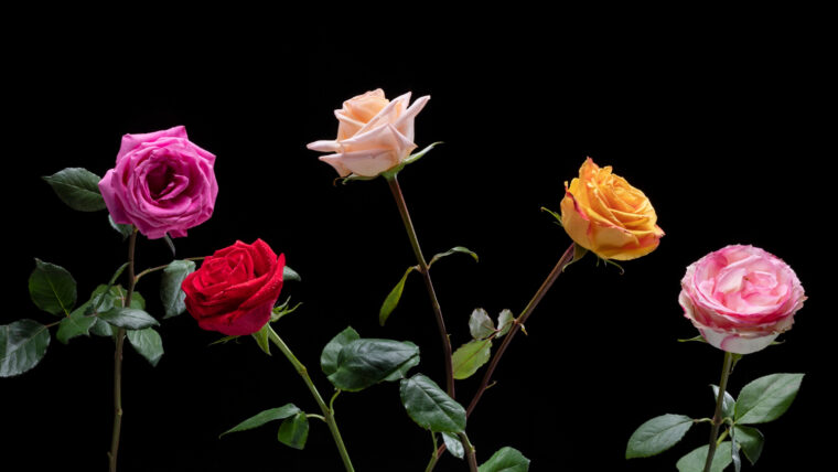 Types of Roses: A Visual Compendium